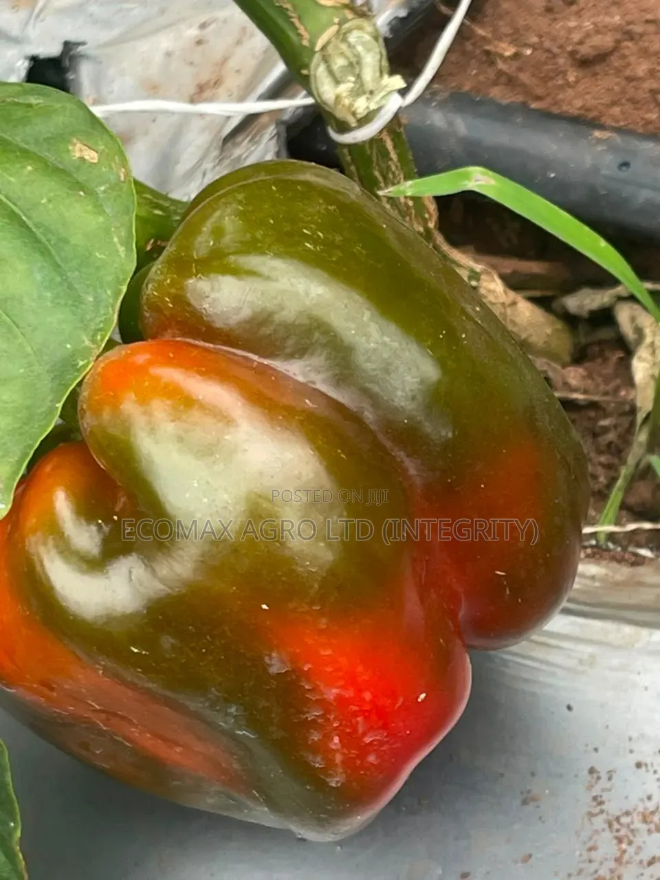 Sweet Pepper - Green Ok Bell Pepper