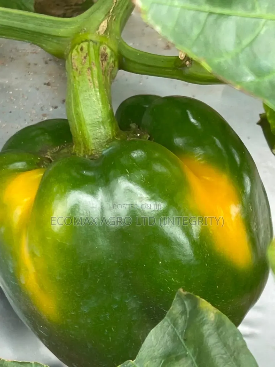 Sweet Pepper - Green Ok Bell Pepper