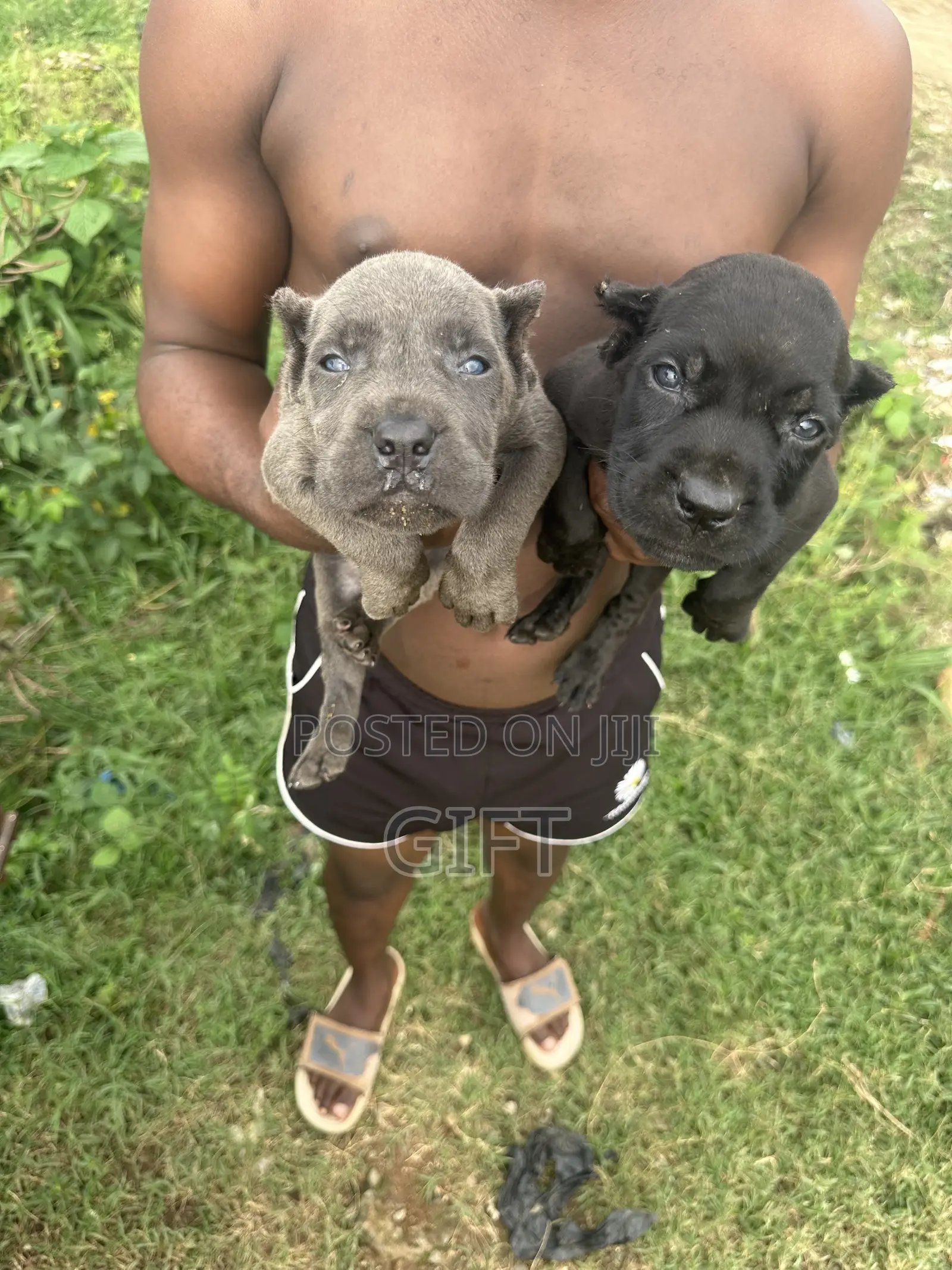 1-3 months Male Purebred Cane Corso