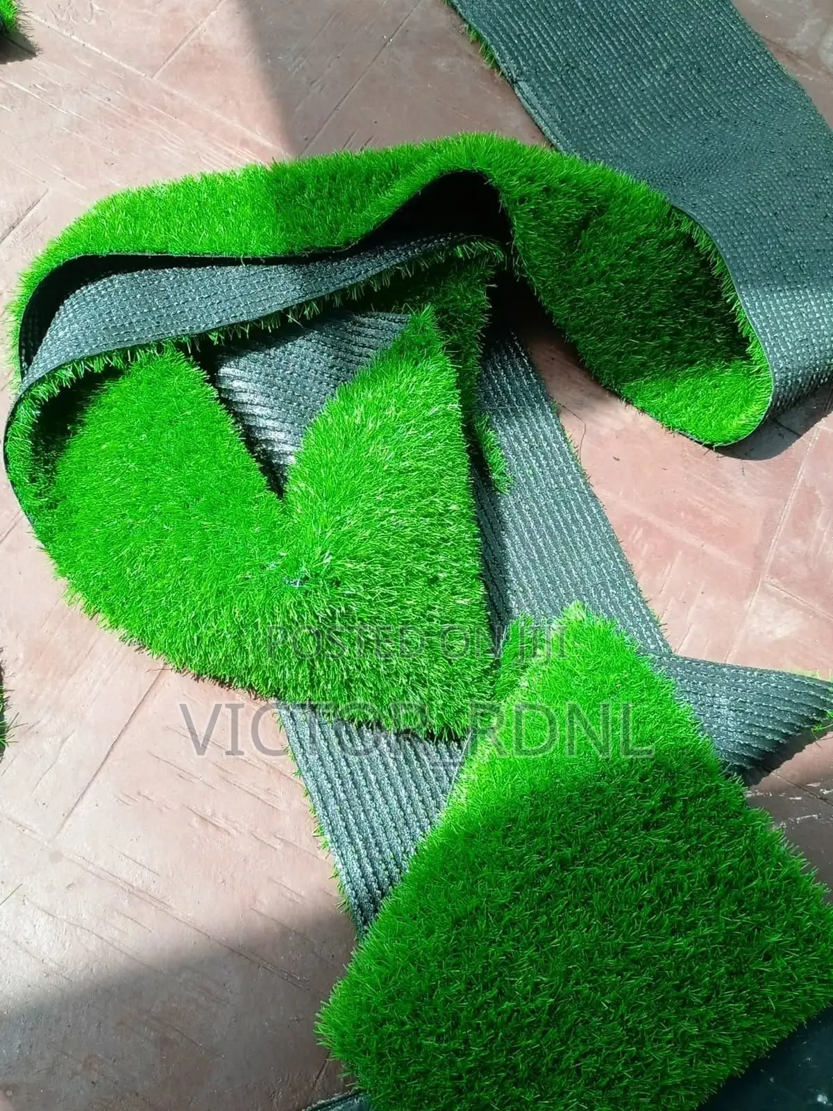 Maximum Standard Carpet Grass