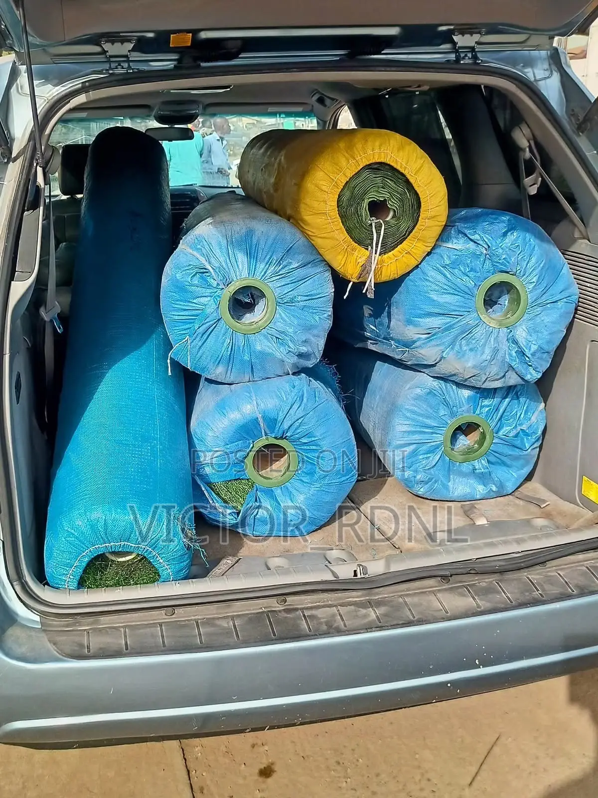 Maximum Standard Carpet Grass