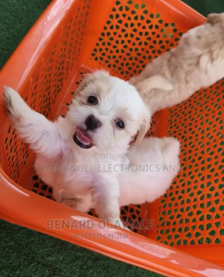 1-3 months Male Purebred Lhasa Apso