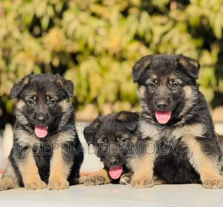 1-3 months Female Purebred German Shepherd