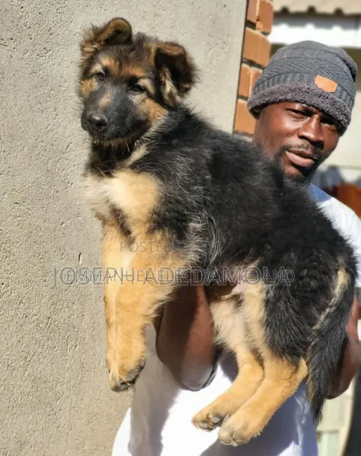 1-3 months Male Purebred German Shepherd