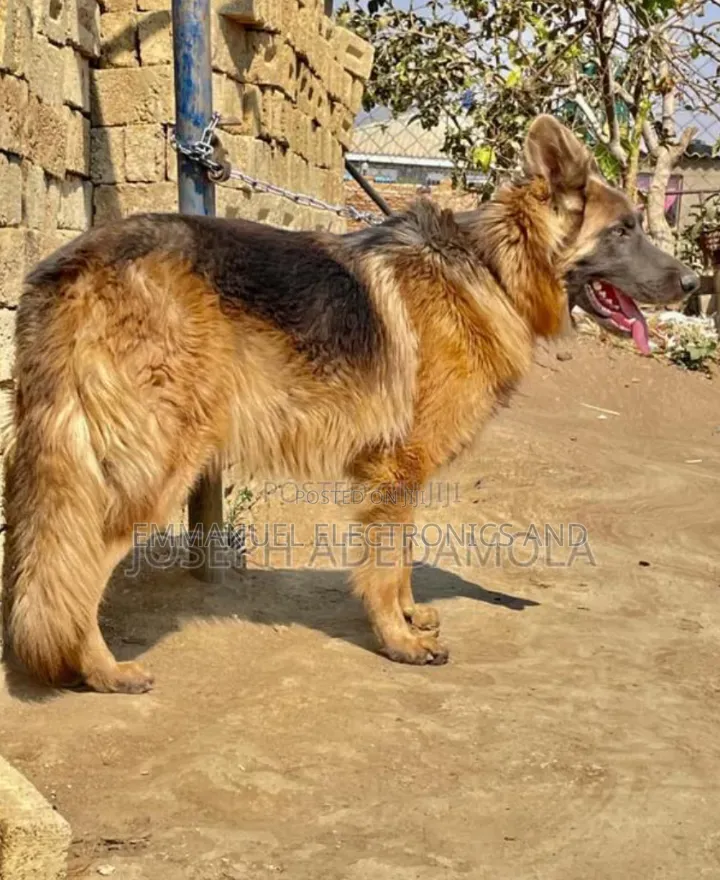 1+ year Female Purebred German Shepherd
