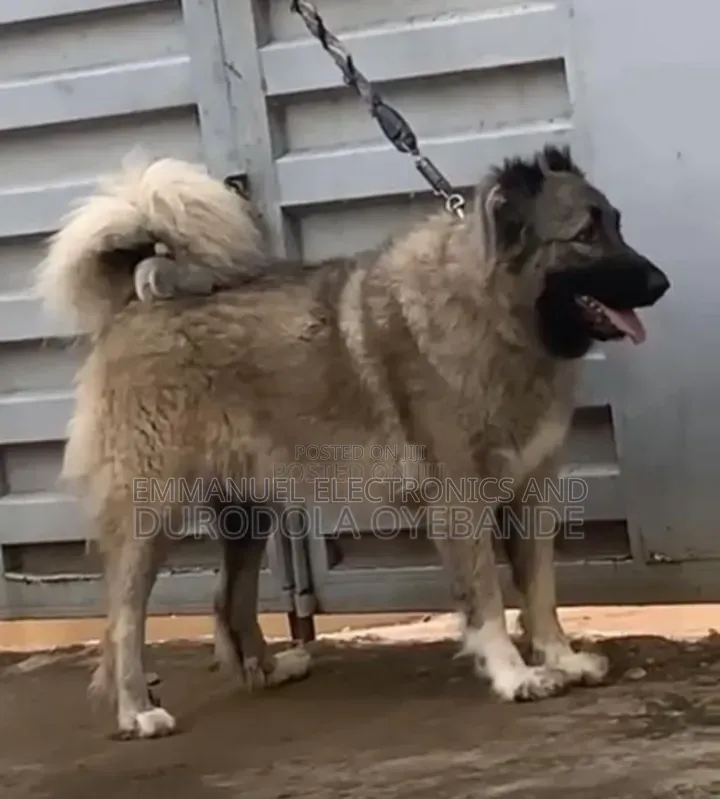 1+ year Male Purebred Caucasian Shepherd