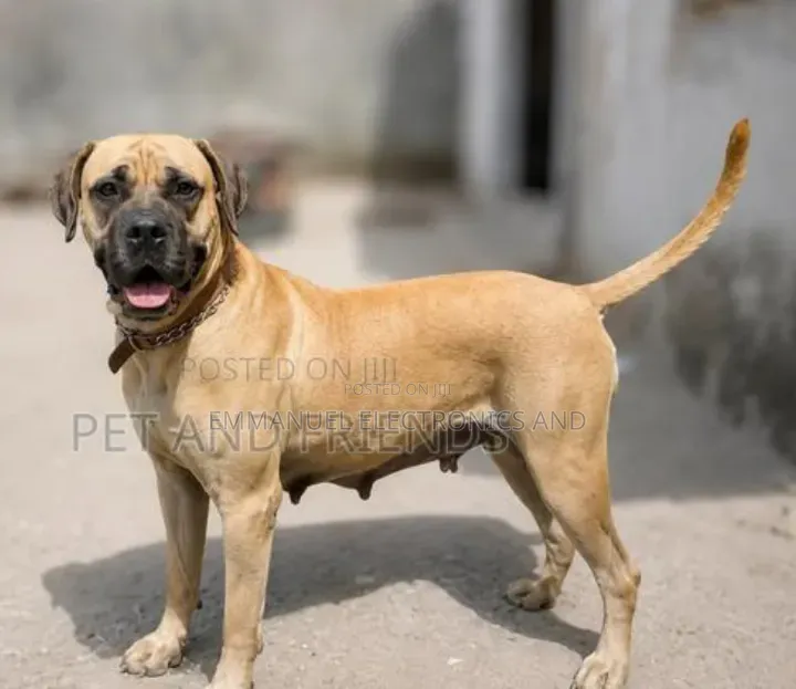 1+ year Female Purebred Boerboel