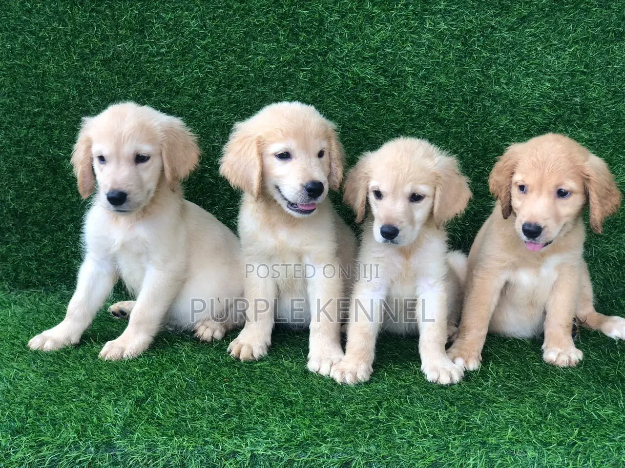 1-3 months Male Purebred Golden Retriever