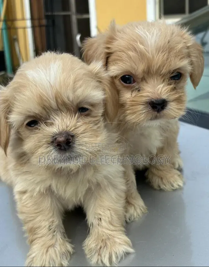 1-3 months Female Purebred Lhasa Apso