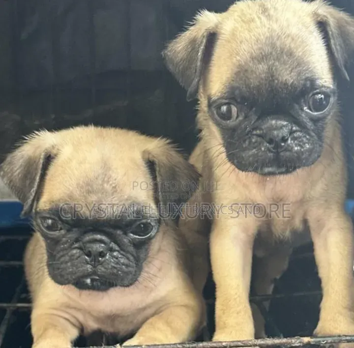 1-3 months Female Purebred Pug