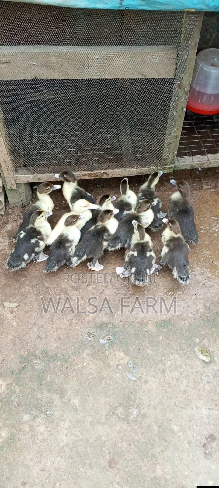 Muscovy Ducks and Other Duck Breeds Available