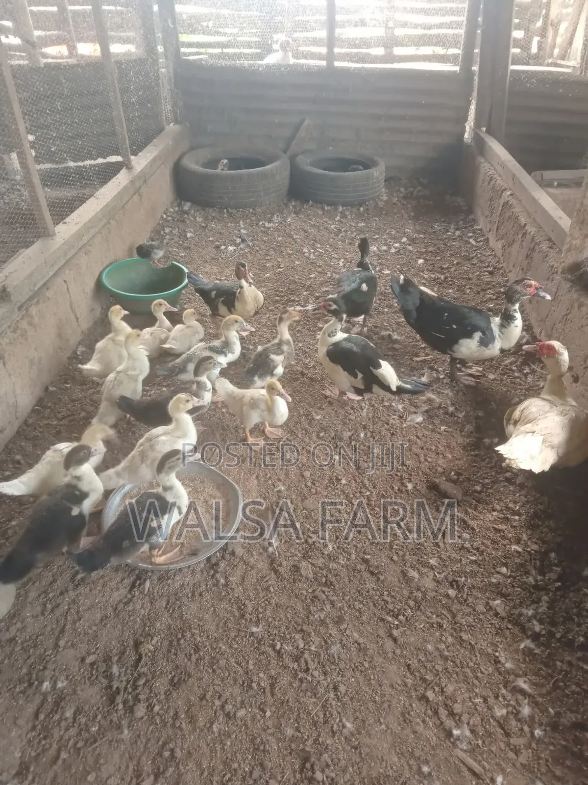 Muscovy Ducks and Other Duck Breeds Available