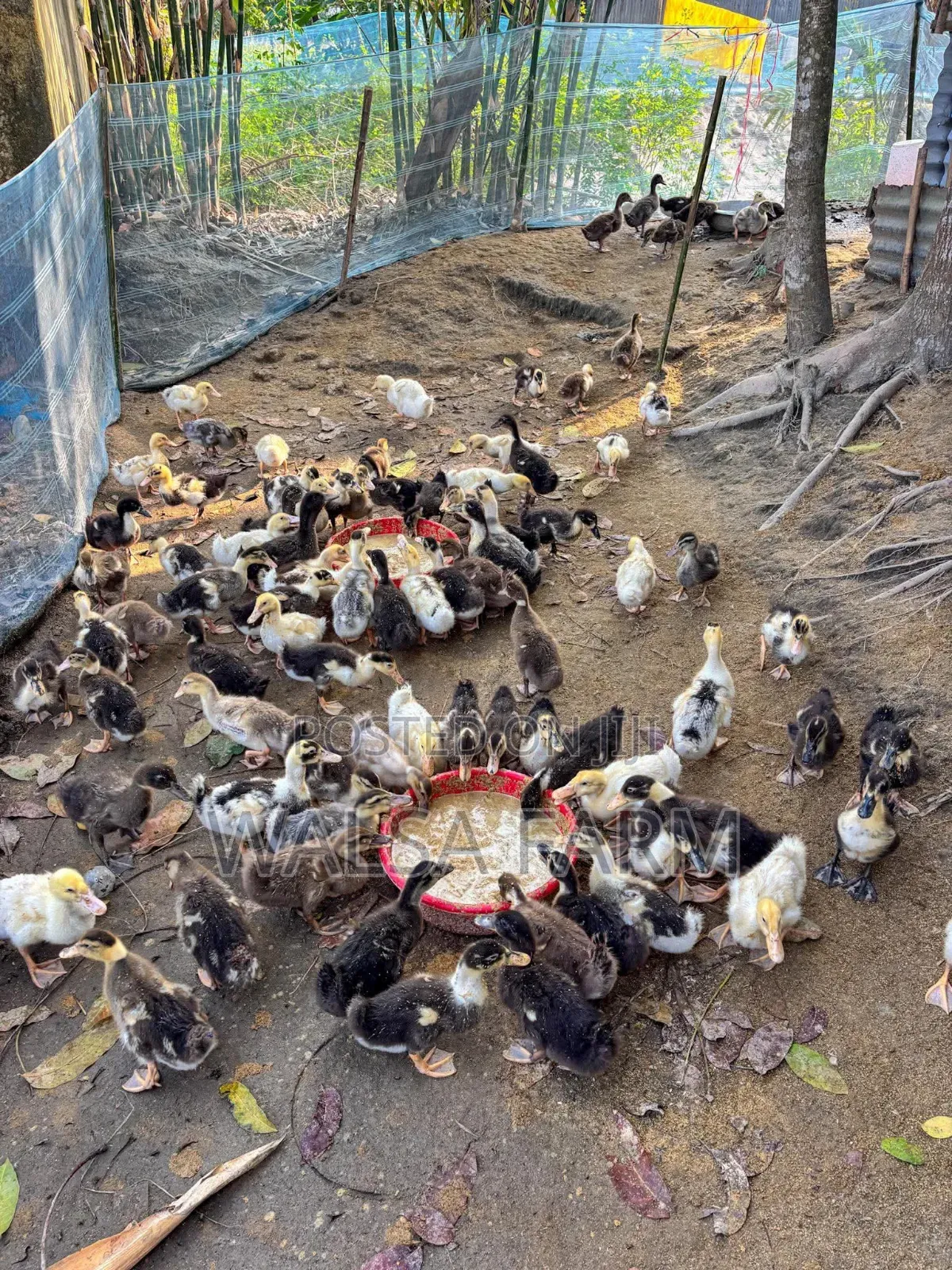 Muscovy Ducks and Other Duck Breeds Available