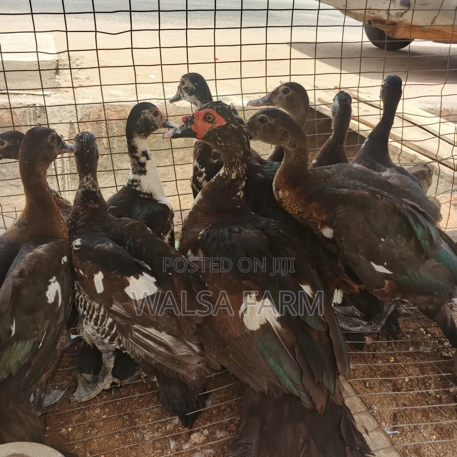 Muscovy Ducks and Other Duck Breeds Available