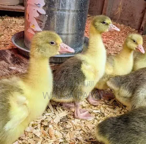 Muscovy Ducks and Other Duck Breeds Available