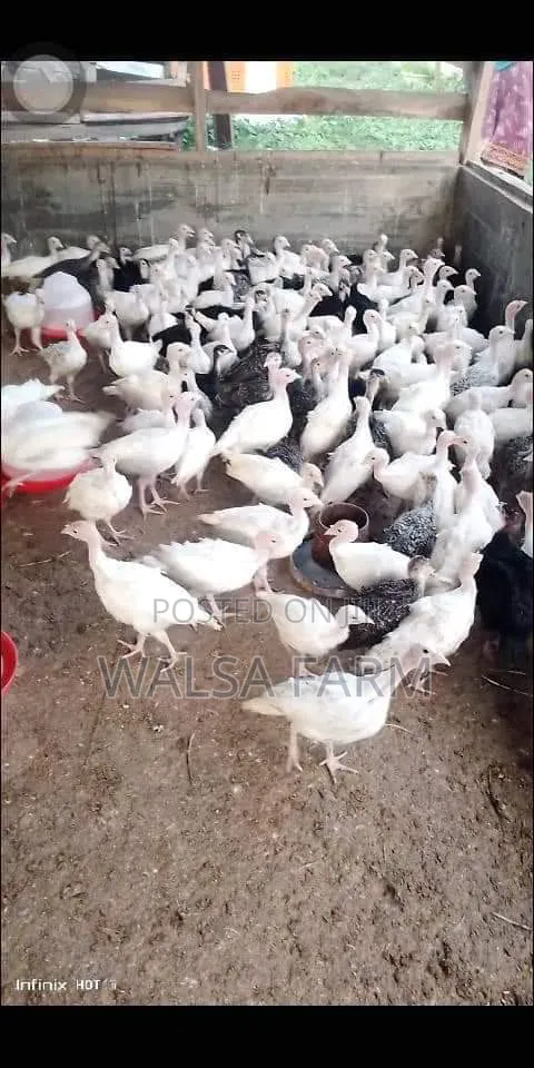Healthy 6-8 Week Old Local Turkeys Now Available