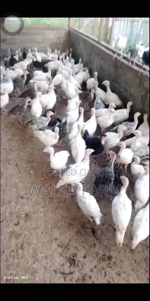Healthy 6-8 Week Old Local Turkeys Now Available