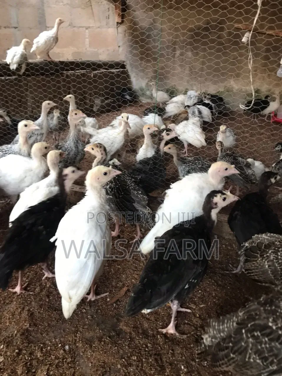 Healthy 6-8 Week Old Local Turkeys Now Available
