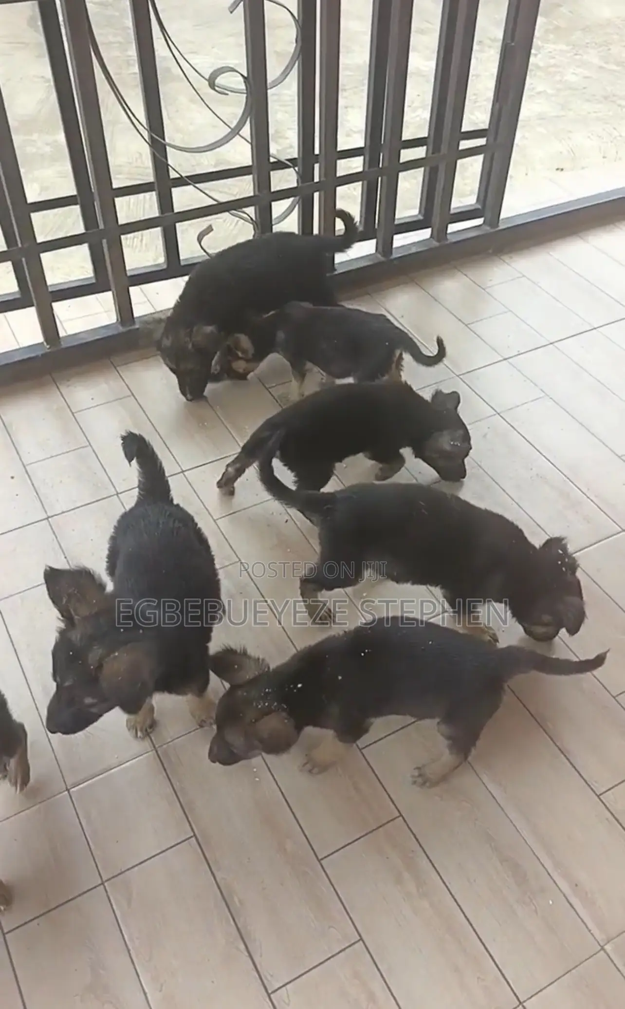 1-3 months Female Purebred German Shepherd