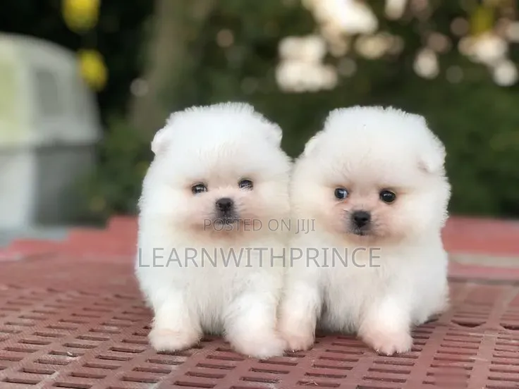 1-3 months Female Purebred Pomeranian