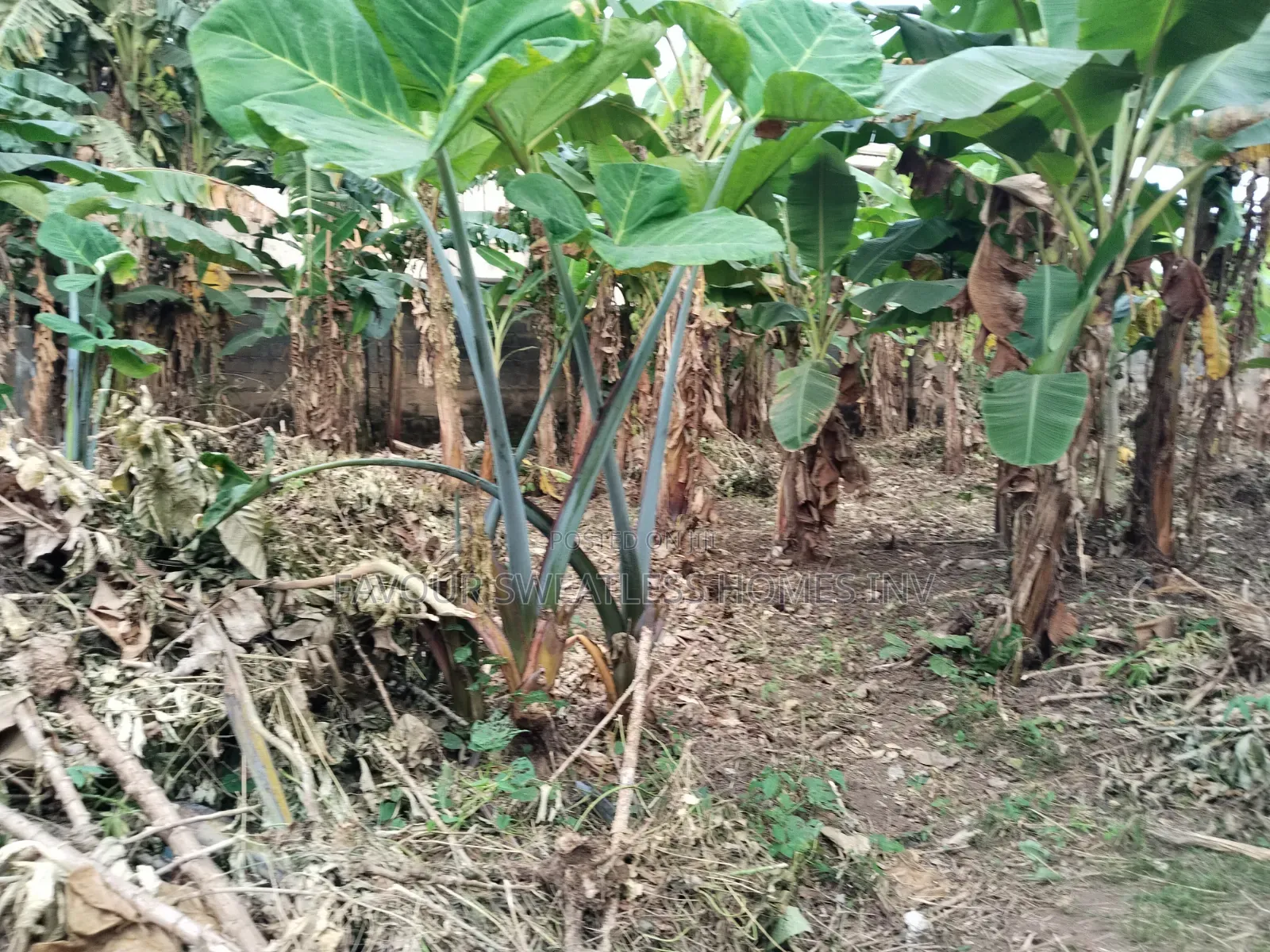 Investment /Development Land Standard Full Plot at Magboro