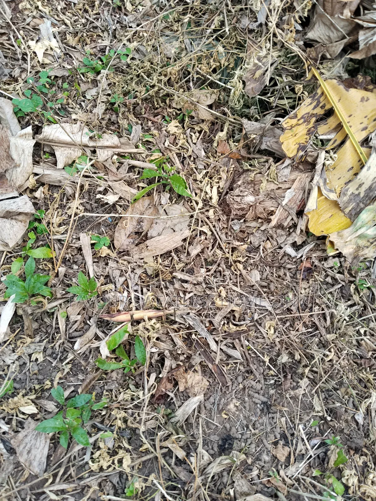 Investment /Development Land Standard Full Plot at Magboro