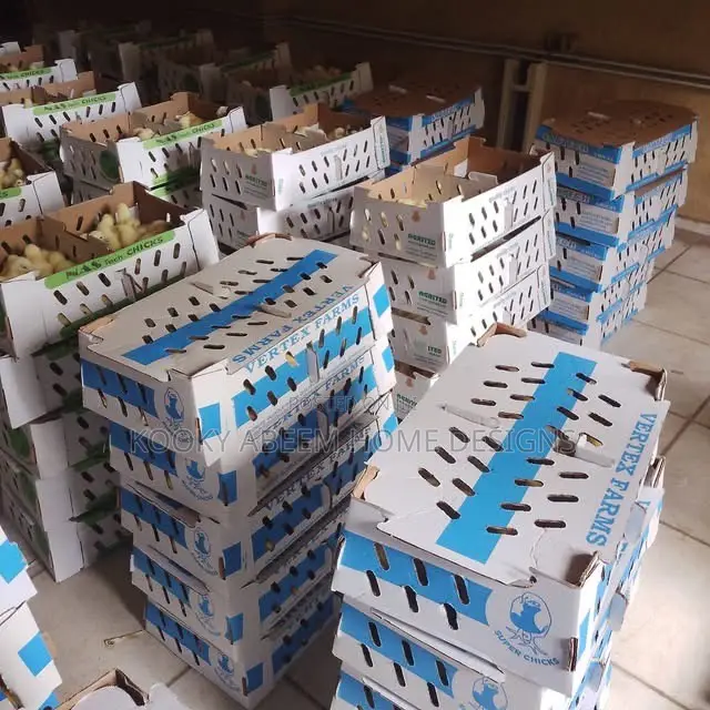 Chi/ Agrited/ Zartech Day Old Broiler Pullet Chicken