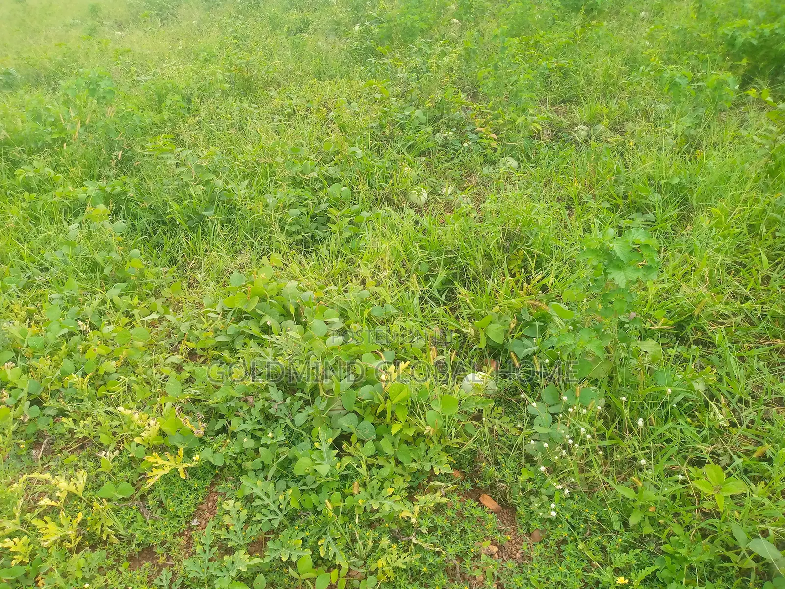 2400sqm. Residential Land for Sale in Jahi District. Abuja - Nigeria