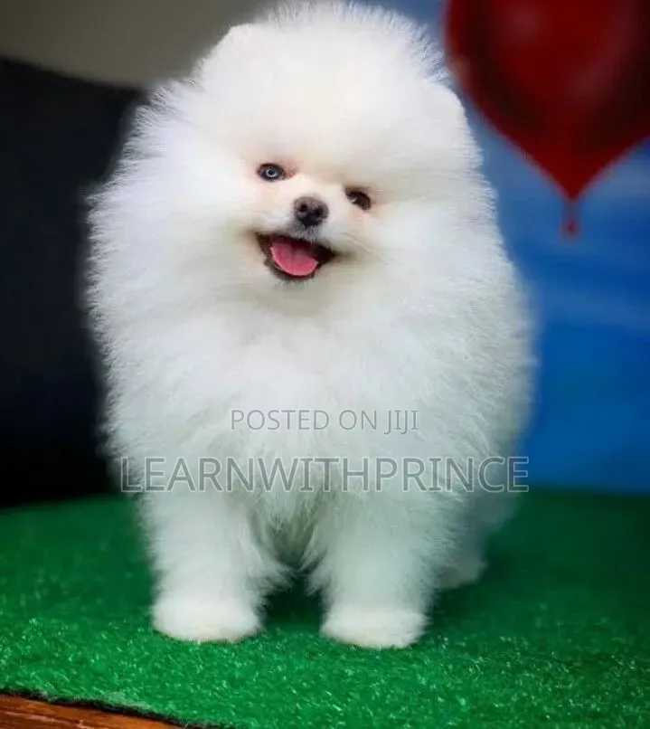 1-3 months Female Purebred Pomeranian