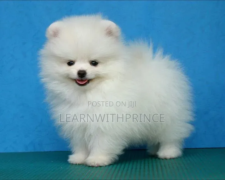 1-3 months Male Purebred Pomeranian