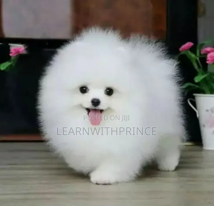 1-3 months Female Purebred Pomeranian