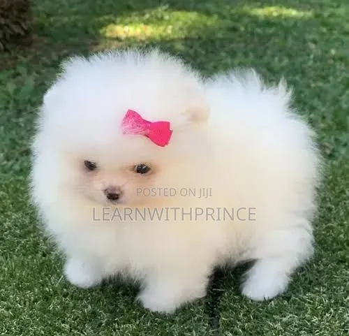 1-3 months Female Purebred Pomeranian