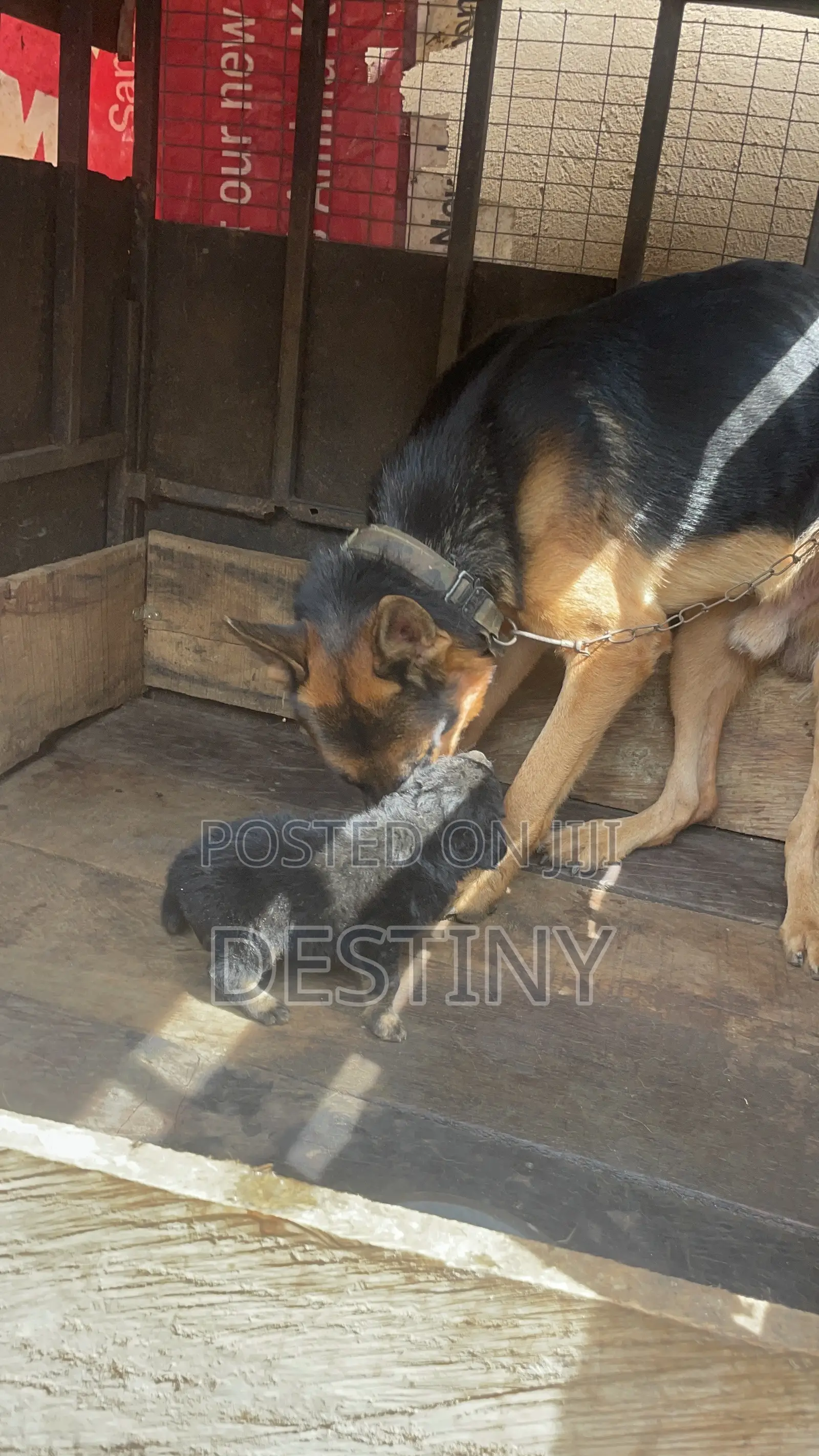 1-3 months Female Purebred German Shepherd