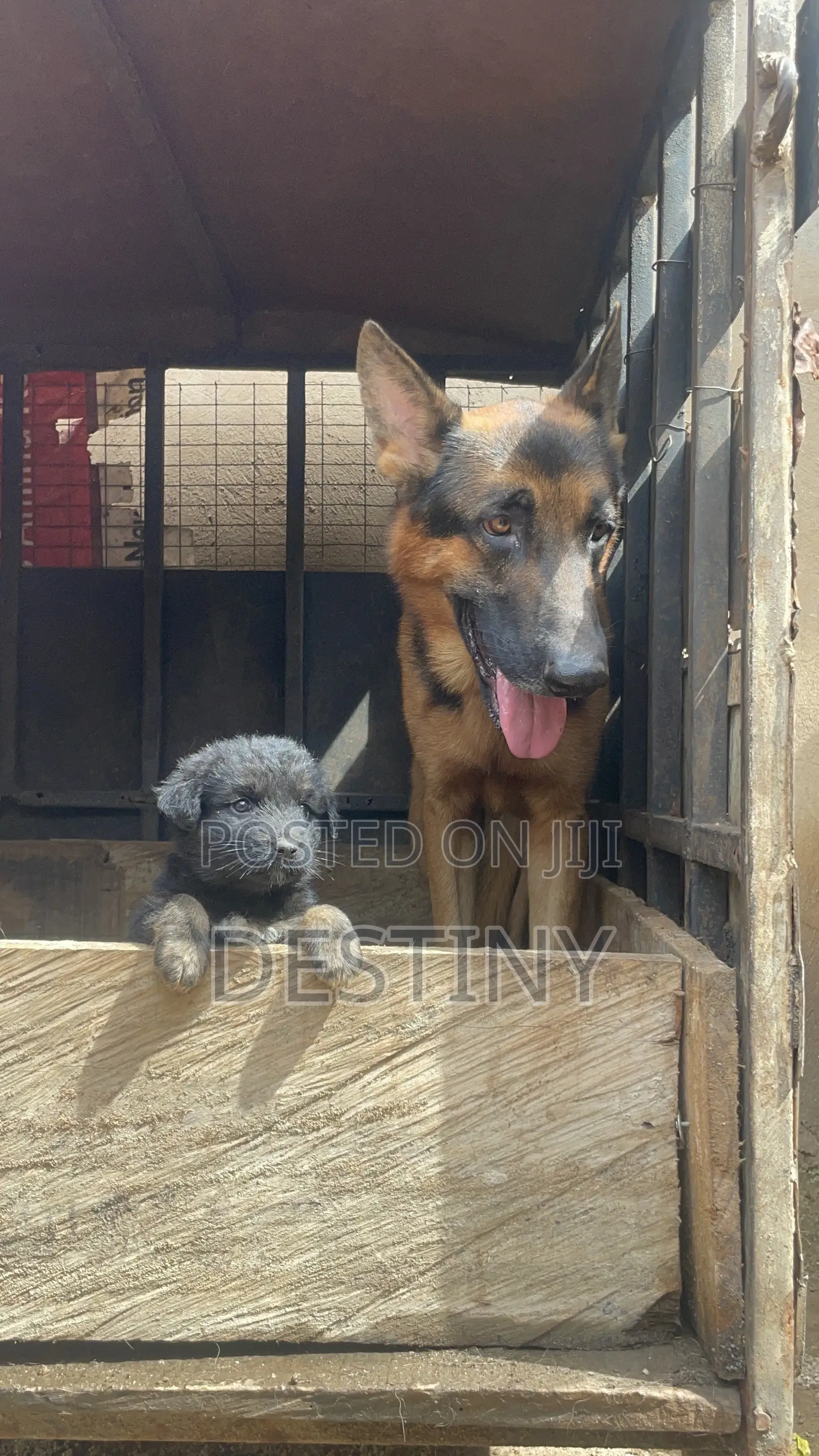 1-3 months Female Purebred German Shepherd