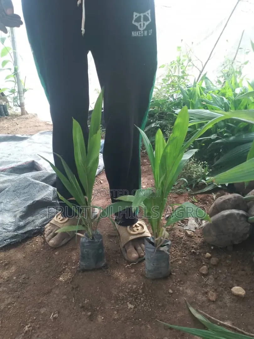 Oilpalm Seedlings