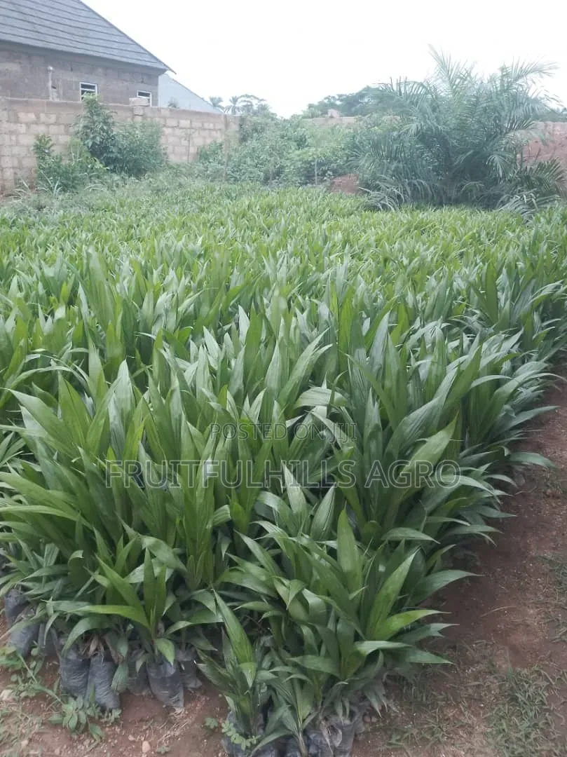 Oilpalm Seedlings