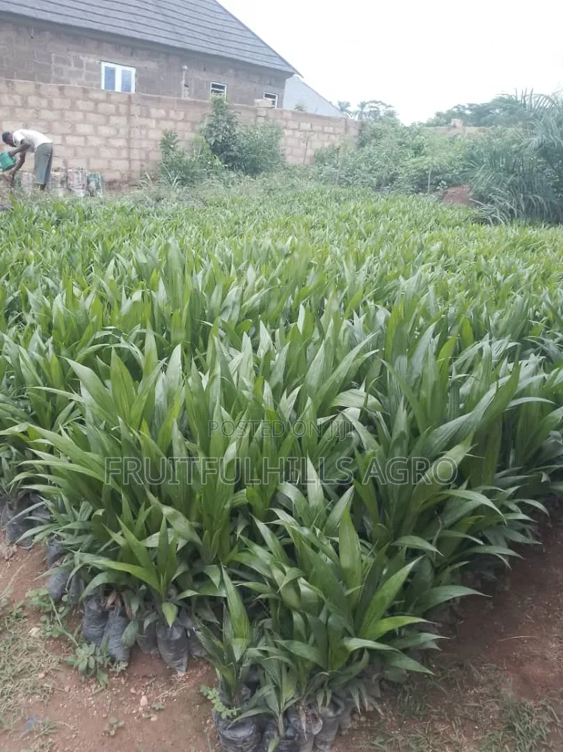 Oilpalm Seedlings