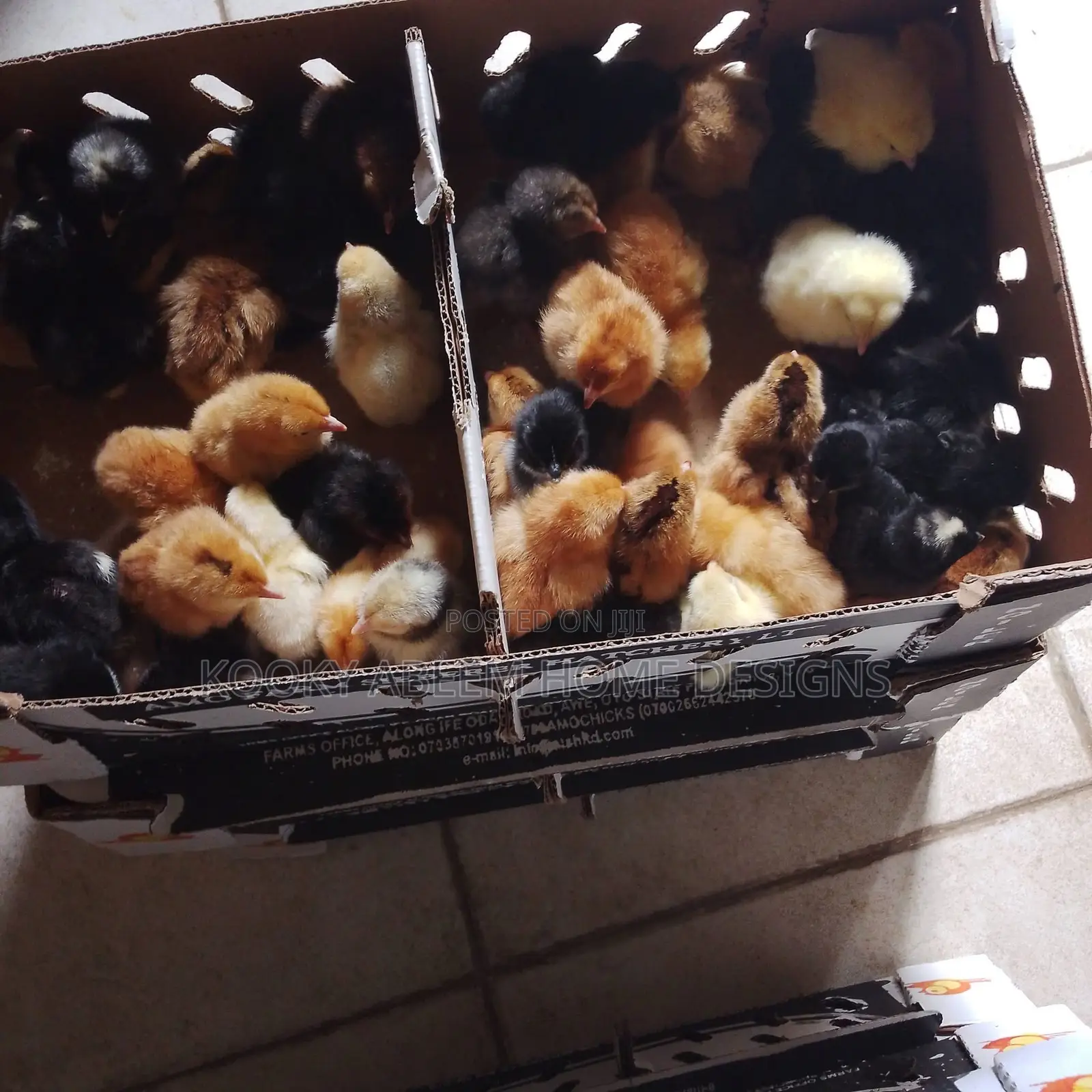 Day Old Chicks and Turkey