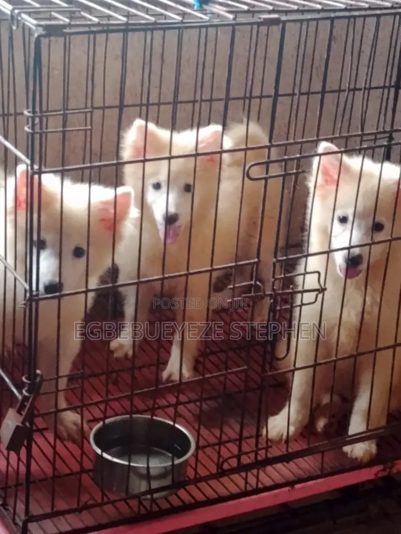 1-3 months Male Purebred American Eskimo