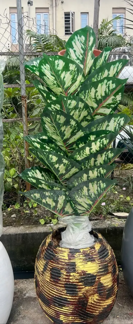 Luxury Variegated Aglaonema in Black Gold Designer Planter