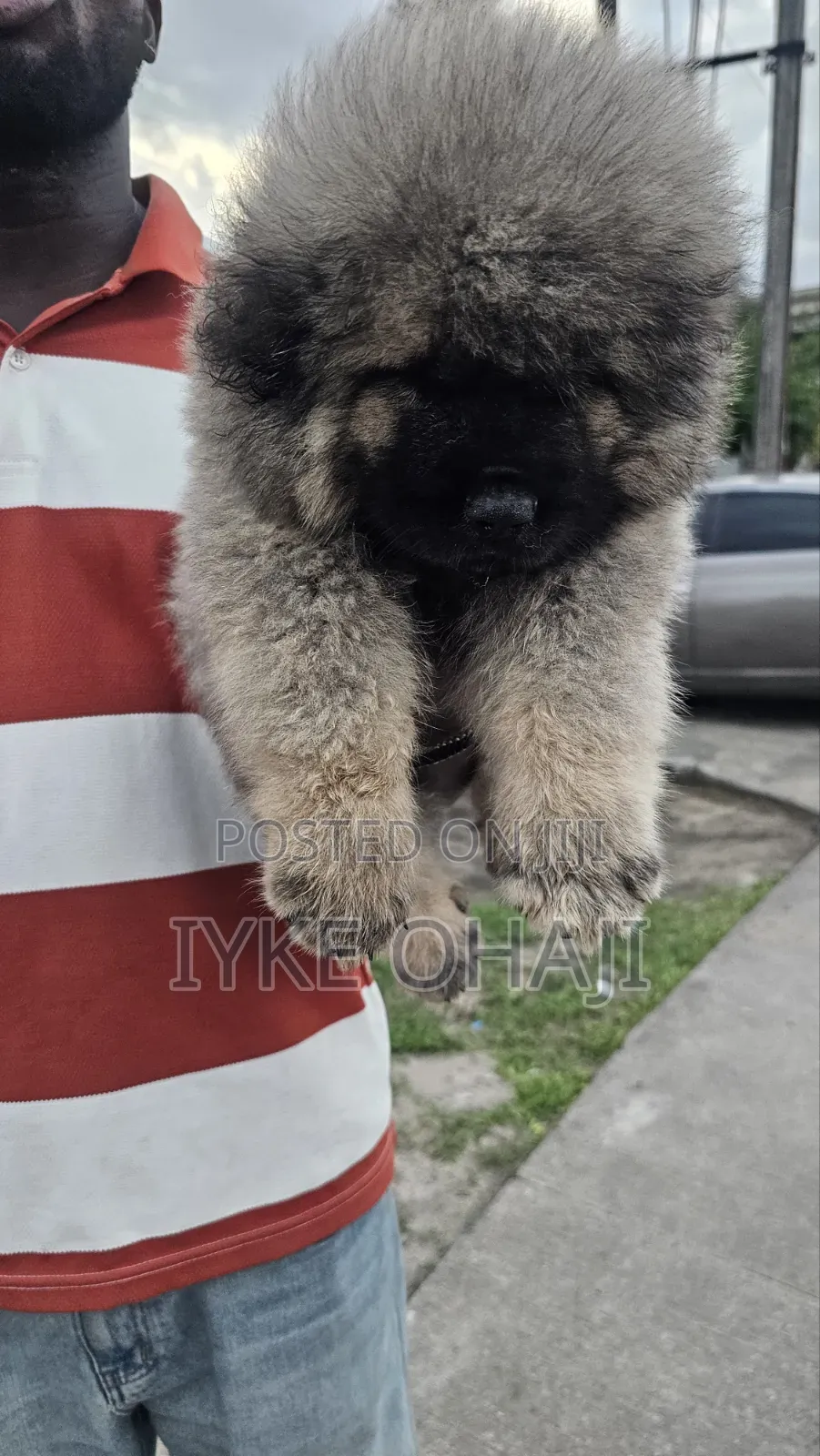 1-3 months Male Purebred Caucasian Shepherd