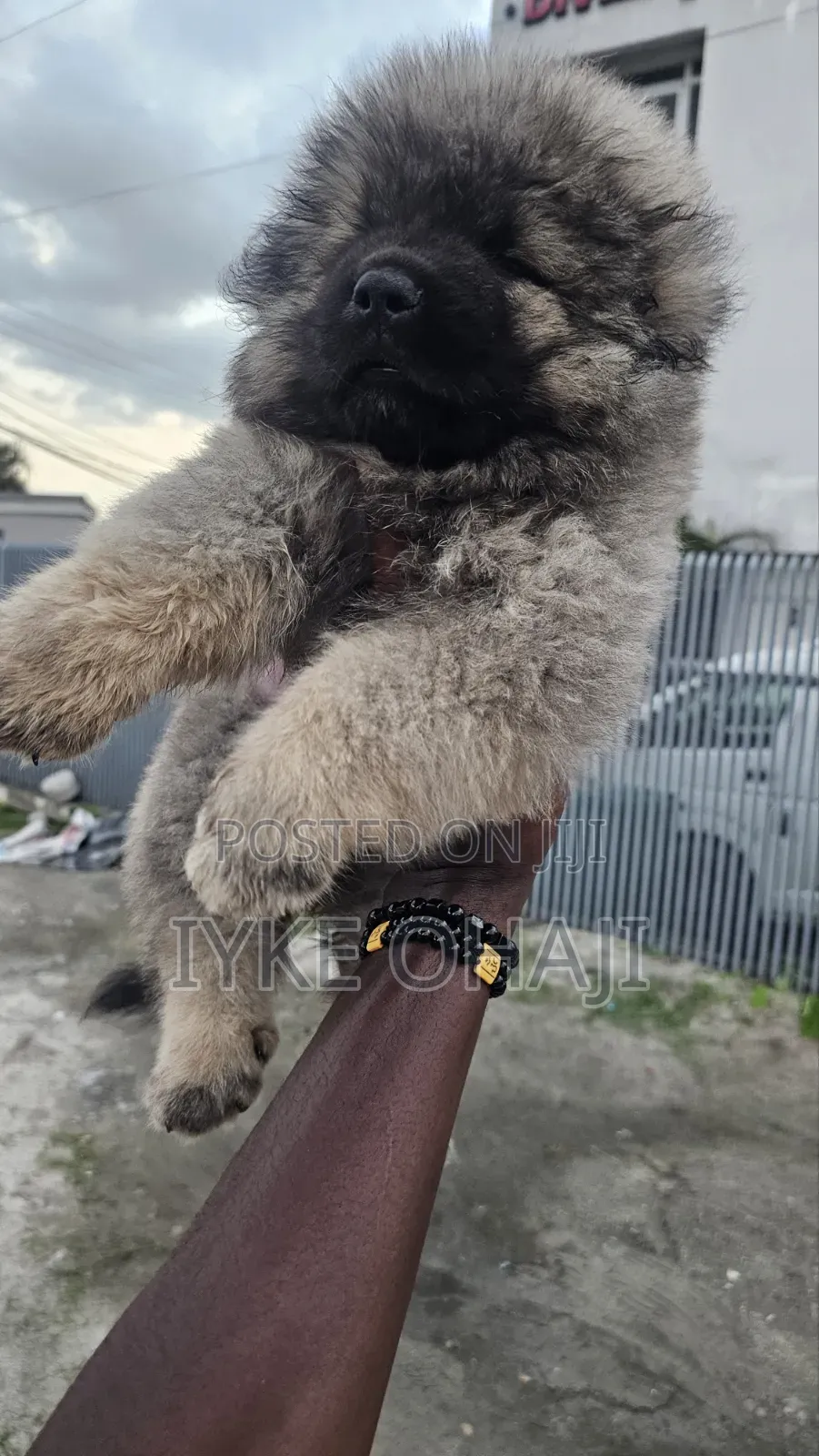 1-3 months Male Purebred Caucasian Shepherd