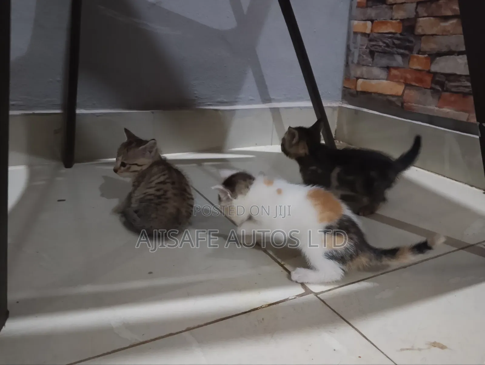 1-3 months Female Mixed Breed American Wirehair