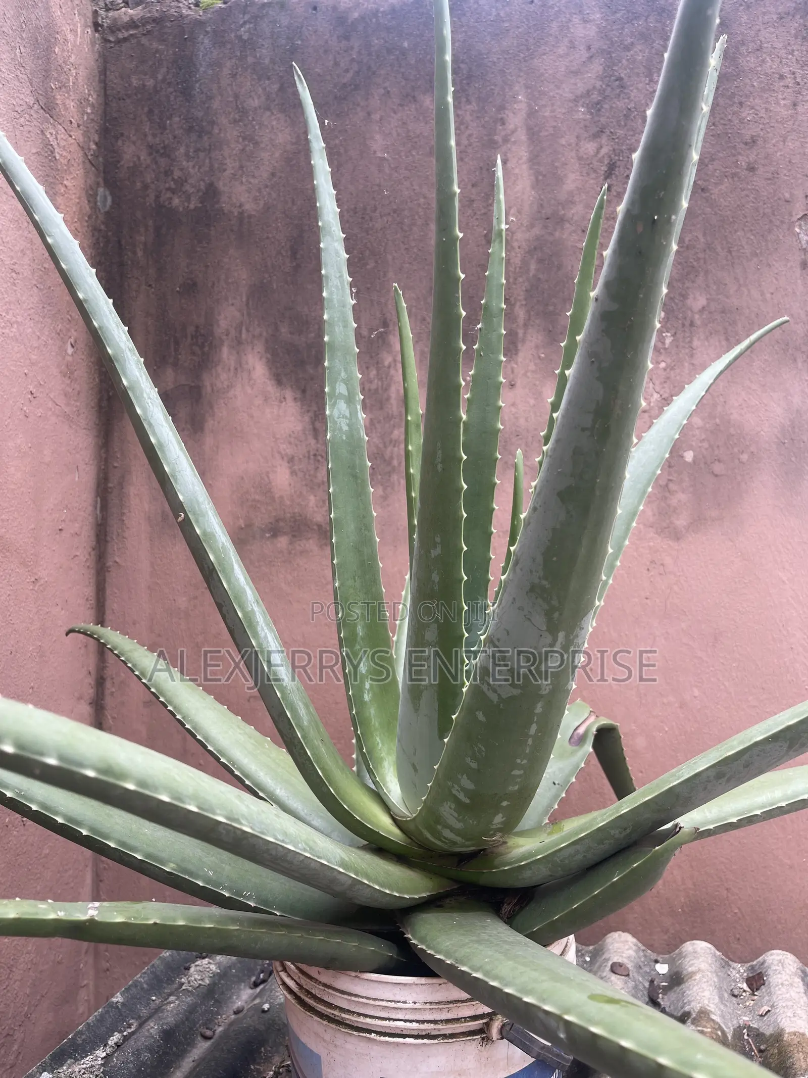 Giant Aloevera Plant
