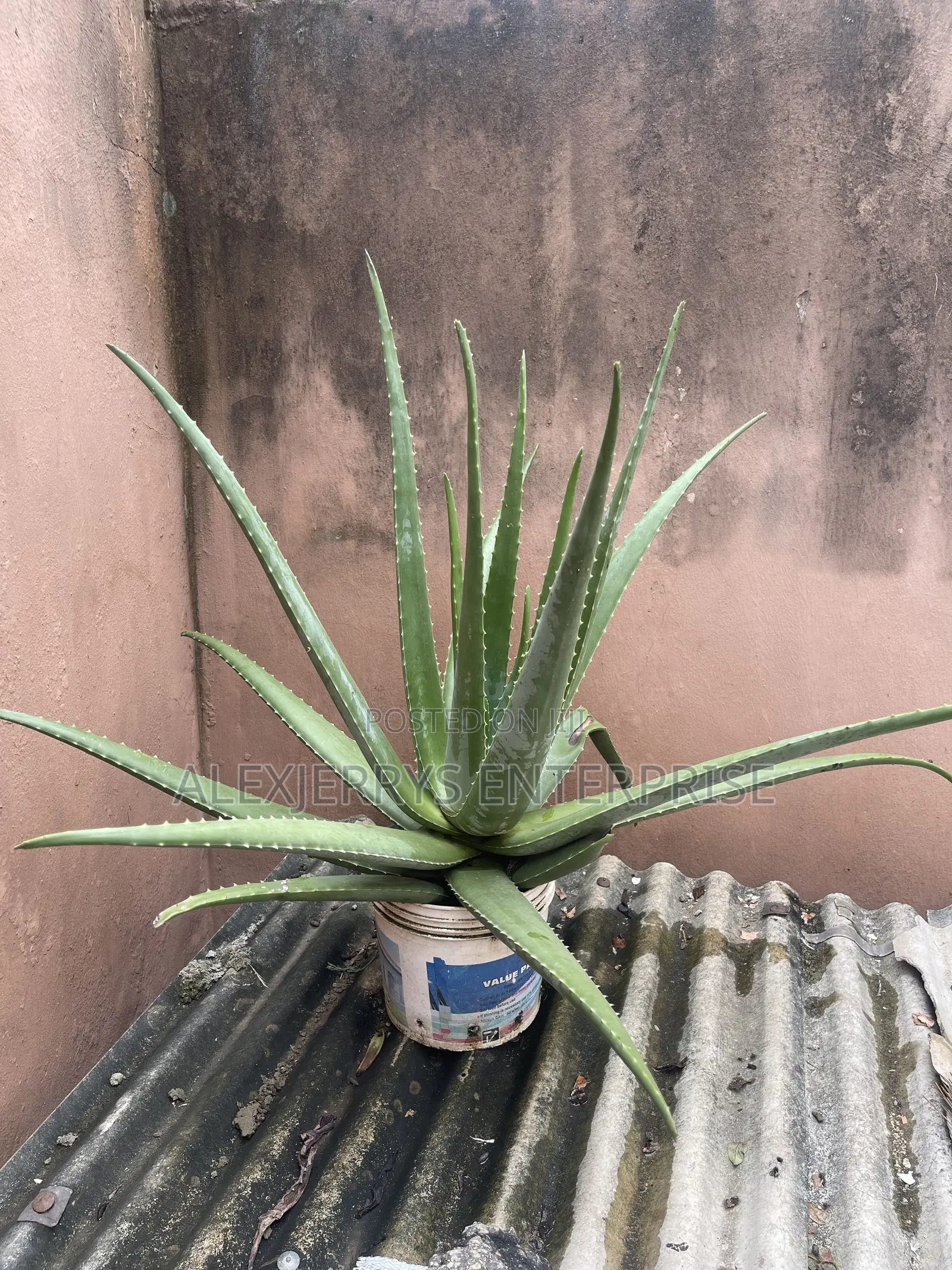Giant Aloevera Plant