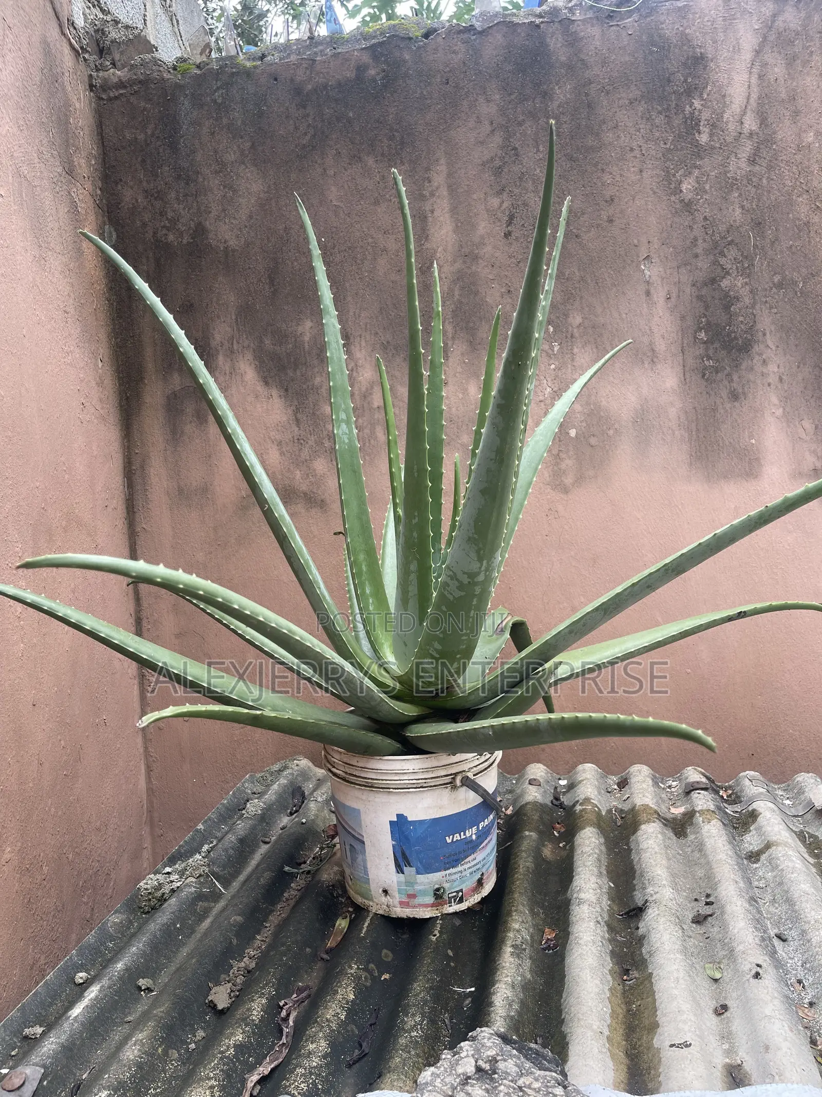 Giant Aloevera Plant