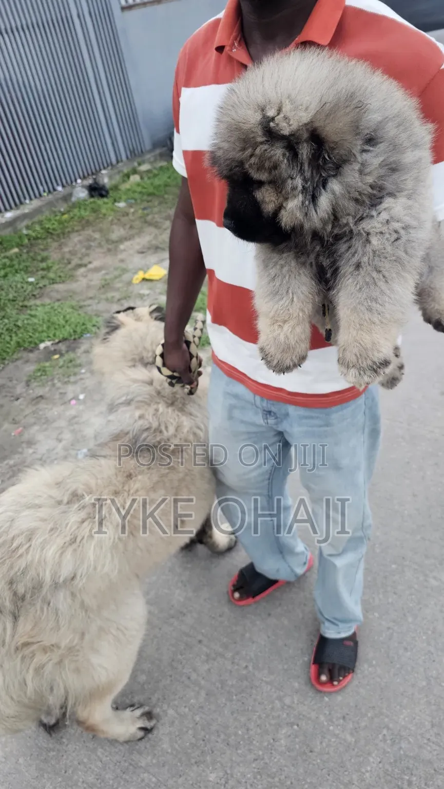 1-3 months Male Purebred Caucasian Shepherd