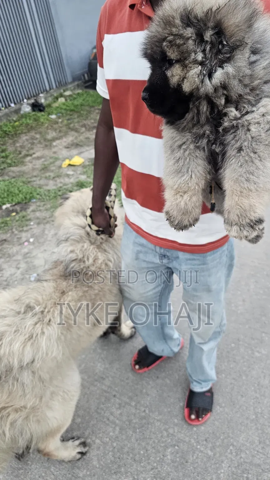 1-3 months Male Purebred Caucasian Shepherd