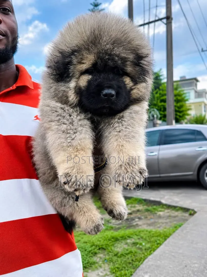 1-3 months Male Purebred Caucasian Shepherd