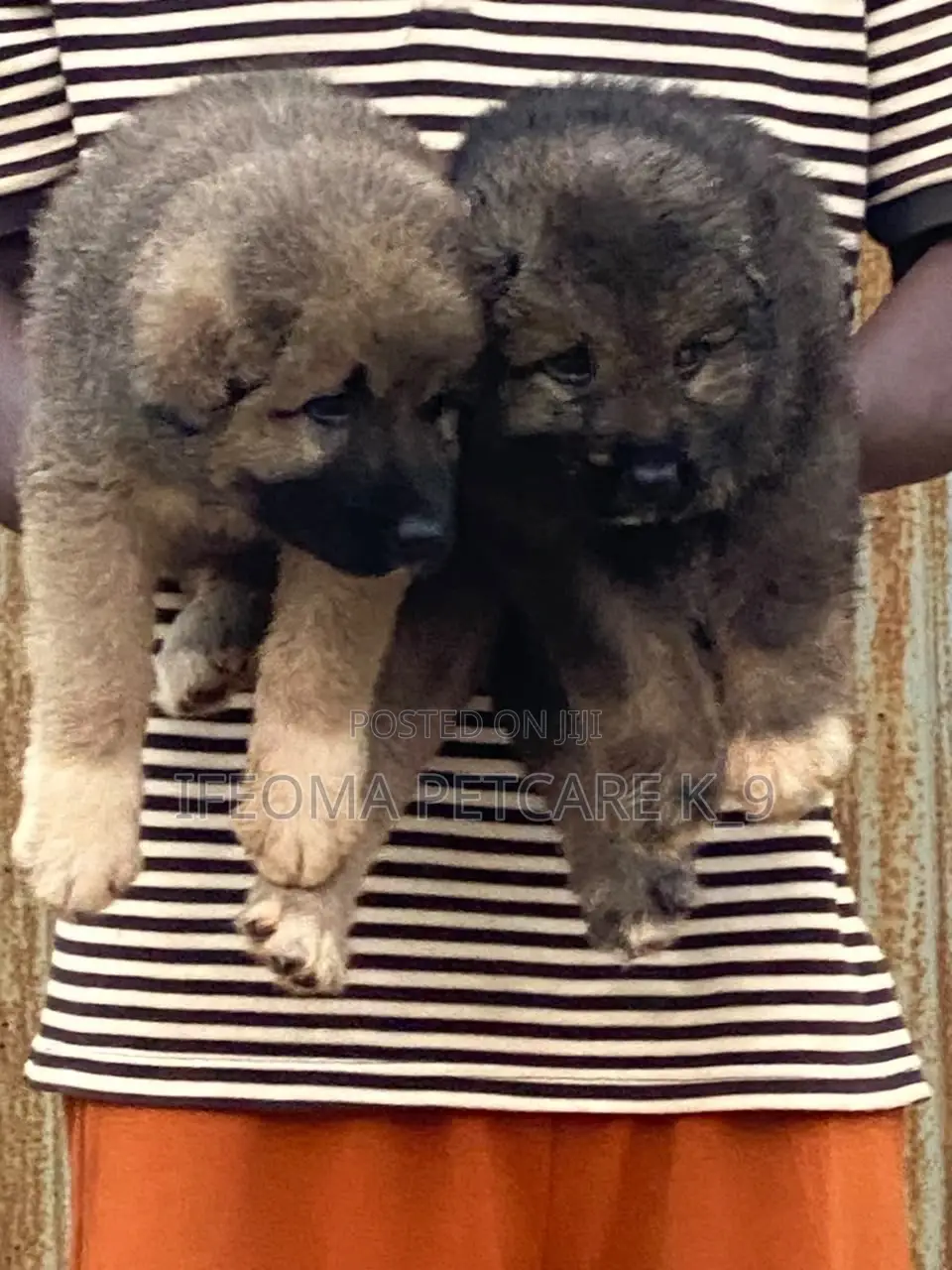 1-3 months Female Purebred Caucasian Shepherd